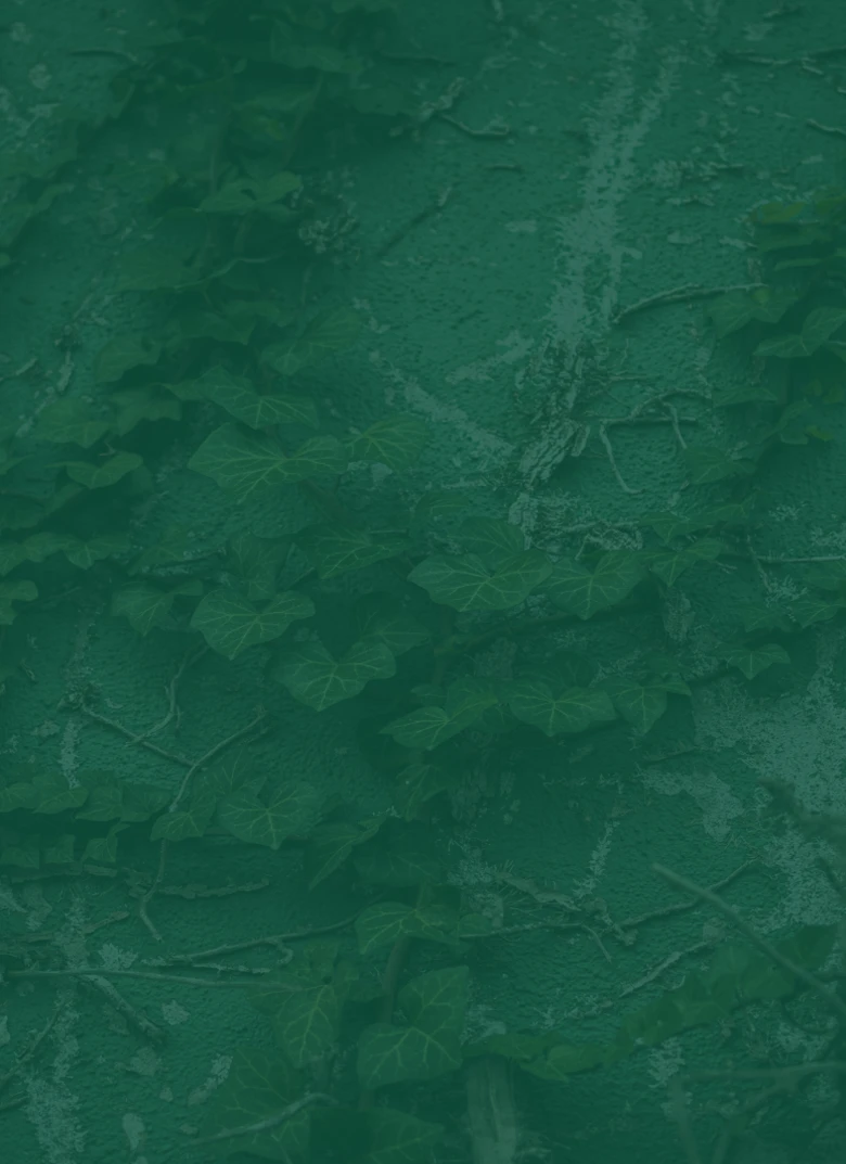 banner image