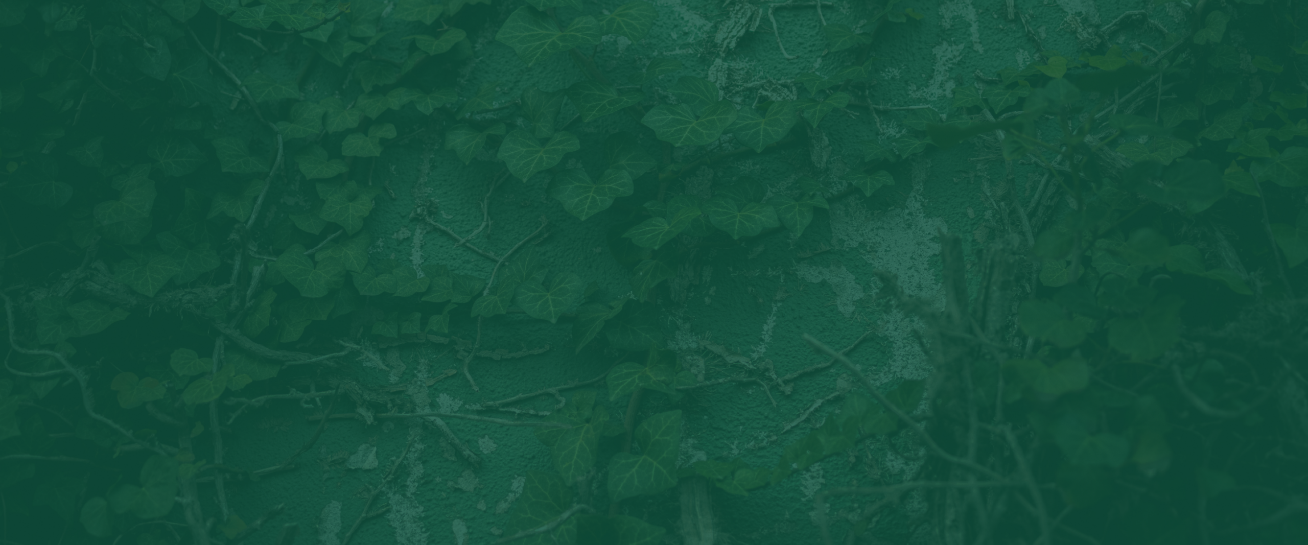 banner image